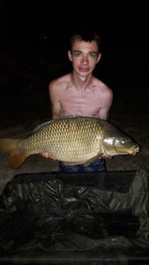 Common Carp