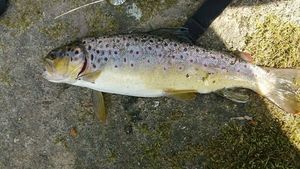 Brown Trout