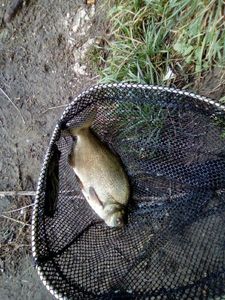 Common Bream