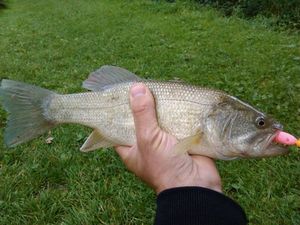 Largemouth Bass