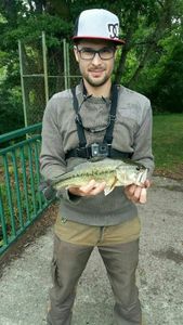 Largemouth Bass