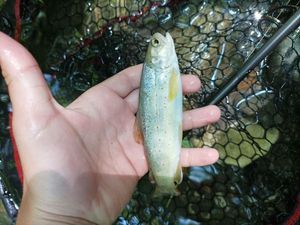 Brown Trout