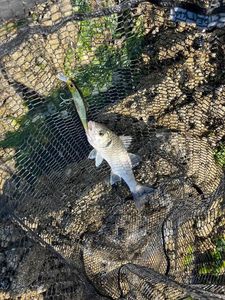European Bass (Seabass)