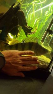European Perch