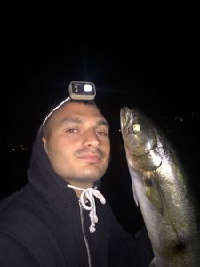 European Bass (Seabass)