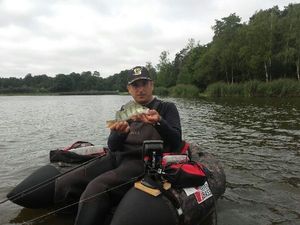 European Perch