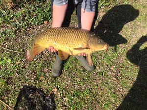 Common Carp