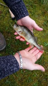 European Perch