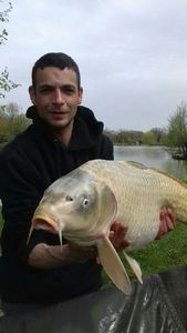 Common Carp