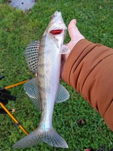 Zander