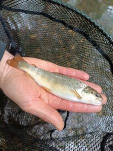 Brown Trout
