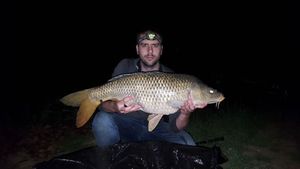 Common Carp