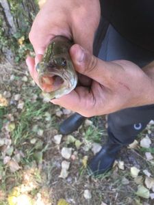 Largemouth Bass