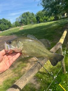 Largemouth Bass