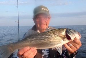European Bass (Seabass)