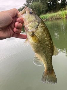 Largemouth Bass