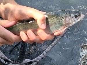 Rainbow Trout