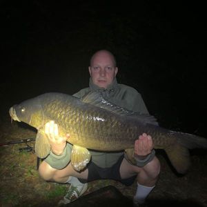 Common Carp