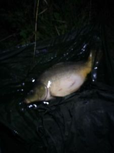 Leather Carp