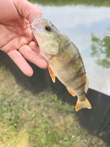 European Perch