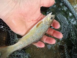 Brown Trout