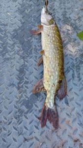 Northern Pike