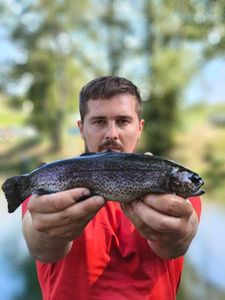 Rainbow Trout