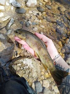 Brown Trout