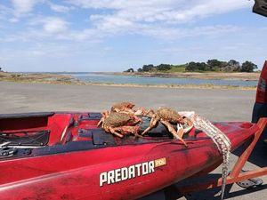 European Spider Crab