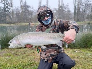 Rainbow Trout
