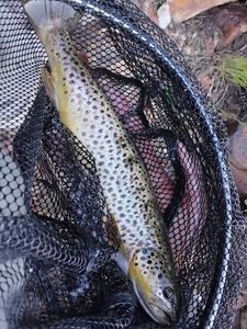 Brown Trout