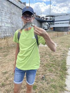European Perch