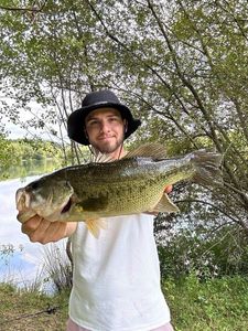 Largemouth Bass