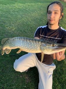 Northern Pike