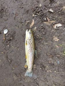 Brown Trout