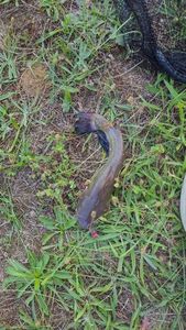 Black Bullhead