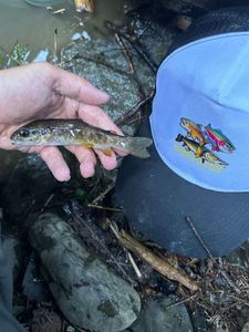 Brown Trout