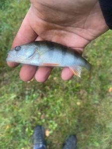 European Perch