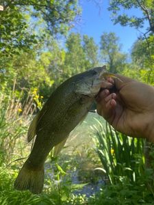 Largemouth Bass