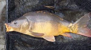 Mirror Carp