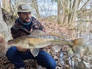 Zander