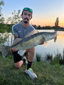 Zander