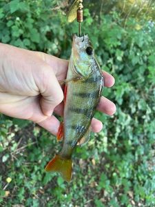 European Perch