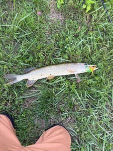 Northern Pike