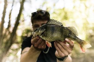 European Perch