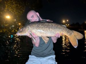 Common Carp
