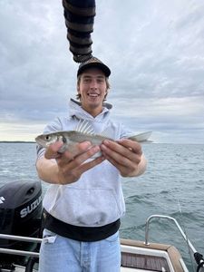 European Bass (Seabass)