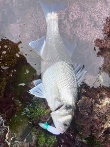 European Bass (Seabass)