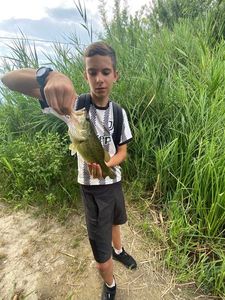 Largemouth Bass