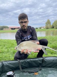 Blue Bream